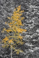 Aspen Tree in Snowstorm - Little Cottonwood Canyon, Utah Aspen Tree in Snowstorm - Little Cottonwood Canyon, Utah - bp0022