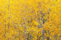 Golden Aspen Trees - Wasatch Mountains, Utah Golden Aspen Trees - Wasatch Mountains, Utah