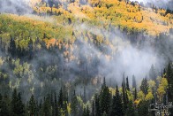 Mystical Aspen Grove in Autumn - Big Cottonwood Canyon, Utah Mystical Aspen Grove in Autumn - Big Cottonwood Canyon, Utah - bp0189