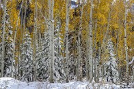 Snow Covered Evergreens and Glowing Aspens - Big Cottonwood Canyon, Utah Snow Covered Evergreens and Glowing Aspens - Big Cottonwood Canyon, Utah