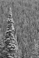 Snow Covered Pine - White Pine - Little Cottonwood Canyon, Utah Snow Covered Pine - White Pine - Little Cottonwood Canyon, Utah - bp0196