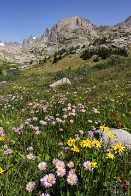Fremont Peak with Summer Wildflower Bloom - Wind River Wilderness, Wyoming Limited Edition 1 of 10 - Fremont Peak with Summer Wildflower Bloom - Wind River Wilderness, Wyoming
