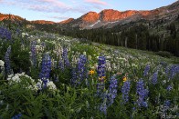 Albion Basin Sunset with Lupine Wildflowers - Alta, Utah Albion Basin Sunset with Lupine Wildflowers - Alta, Utah