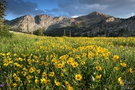 Albion Basin Wildflower Sunset - Alta, Utah Albion Basin Wildflower Sunset - Alta, Utah - bp0085
