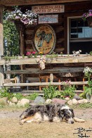 Dog Days of Summer - Polebridge, Montana Dog Days of Summer - Polebridge, Montana