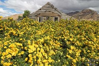 Forgotten Wild Rose Garden - West Desert, Utah Forgotten Wild Rose Garden - West Desert, Utah - bp0100