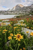 Fremont Peak and Wildflower Bloom with Bee - Wind River Mountains, Wyoming Fremont Peak and Wildflower Bloom with Bee - Wind River Mountains, Wyoming - bp0031