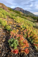 Invasive Summer Colors - Wasatch Mountains, Utah Invasive Summer Colors - Wasatch Mountains, Utah