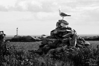 Sea Gull - Isles of Shoals, New Hampshire Sea Gull - Isles of Shoals, New Hampshire