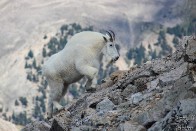 Large Male Mountain Goat - Huron Peak, Colorado Large Male Mountain Goat - Huron Peak, Colorado