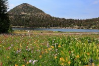 Long Lake Wildflowers - Uinta Mountains, Utah Long Lake Wildflowers - Uinta Mountains, Utah - bp0091