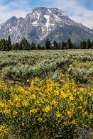 Mount Moran Wildflowers - Grand Teton National Park, Wyoming Mount Moran Wildflowers - Grand Teton National Park, Wyoming