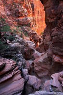 Pine Creek Canyon- Zion National Park, Utah Pine Creek Canyon- Zion National Park, Utah