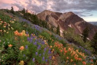 Wildflowers with Twin Peaks at Sunset - Snowbird, Utah Wildflowers with Twin Peaks at Sunset - Snowbird, Utah