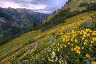 Wasatch Wildflowers Canyon View and Storm - Little Cottonwood Canyon, Utah Wasatch Wildflowers Canyon View and Storm - Little Cottonwood Canyon, Utah