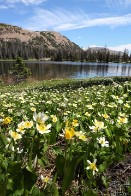Wildflowers at Three Lake Divide - Uinta Mountains, Utah Wildflowers at Three Lake Divide - Uinta Mountains, Utah
