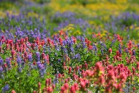 Wildflowers with Hummingbird - Snowbird, Utah Wildflowers with Hummingbird - Snowbird, Utah